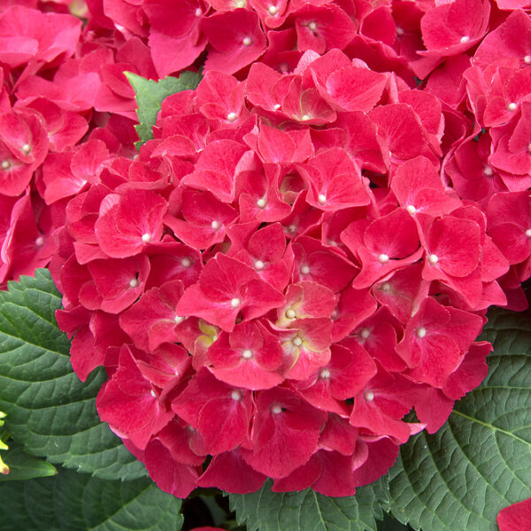 Hydrangea macrophylla 'Magic Red' (červená)