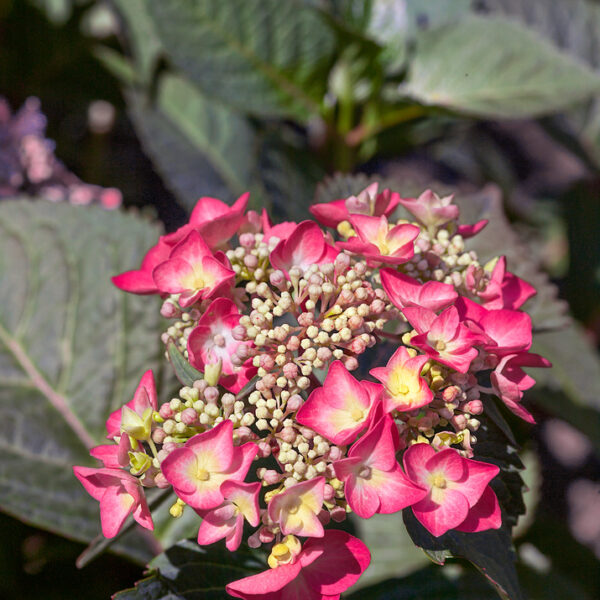 Hydrangea macrophylla 'Red Angel'