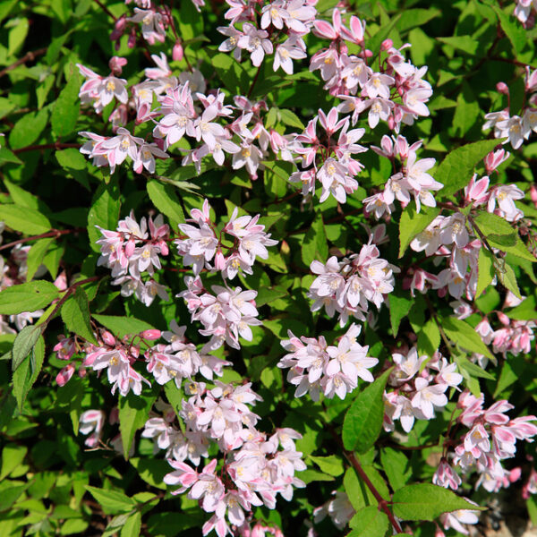 Deutzia Yuki 'Cherry Blossom®'