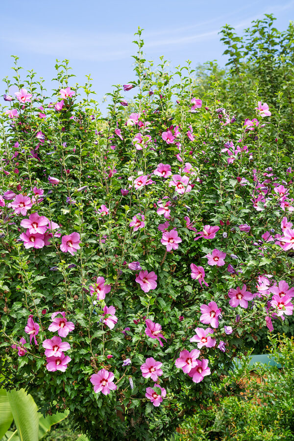 Hibiscus syriacus 'Flower Tower Purple' (lila) - N0117923 80