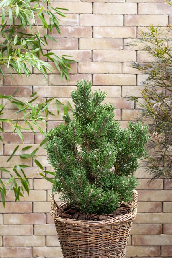 Pinus mugo 'Limerick' - N0502078 80
