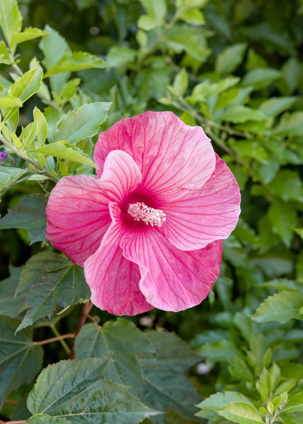 Hibiscus syriacus 'Flower Tower Ruby' (růžový) - N0932064 80