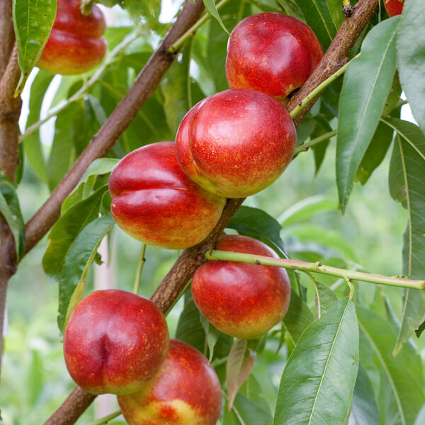 Nektarinka 'Stark Red Gold'