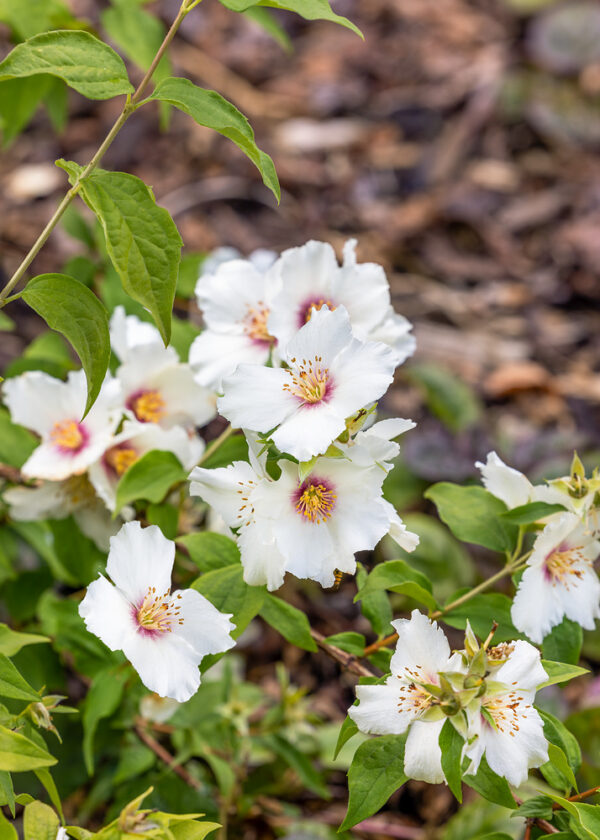 Philadelphus 'Snowbelle' - Philadelphus Snowbelle 1