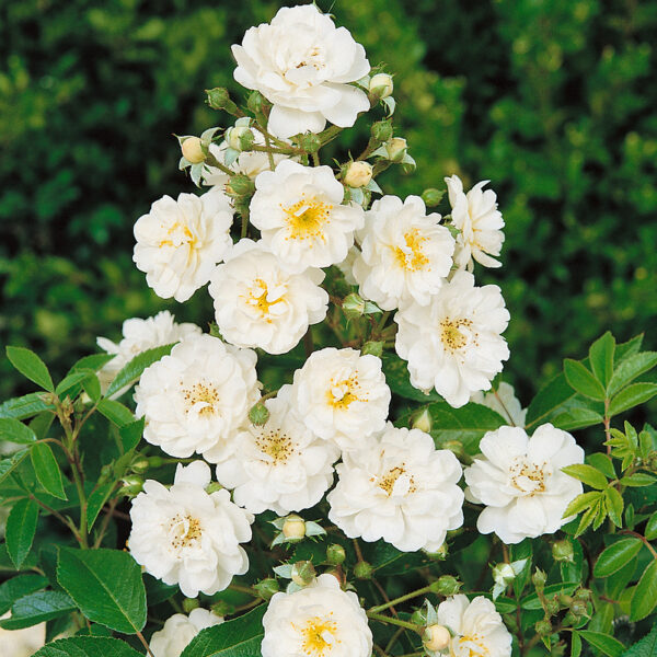 Rosa 'Guirlande d´Amour'®-rambler