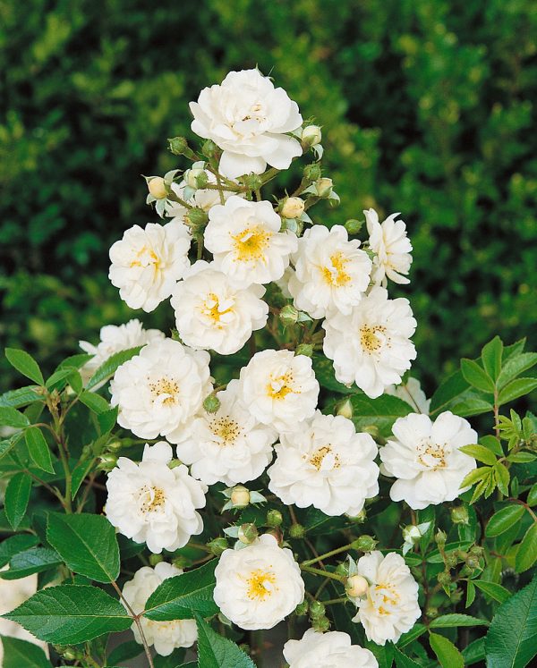 Rosa 'Guirlande d´Amour'®-rambler - Rosa Guirlande d Amour