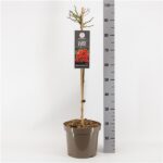Rosa 'Fairy King'®-stromková - Image 2