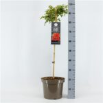 Rosa 'Fairy King'®-stromková - Image 3