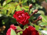Rosa 'Fairy King'®-stromková