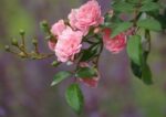 Rosa 'The Fairy'® - Image 2