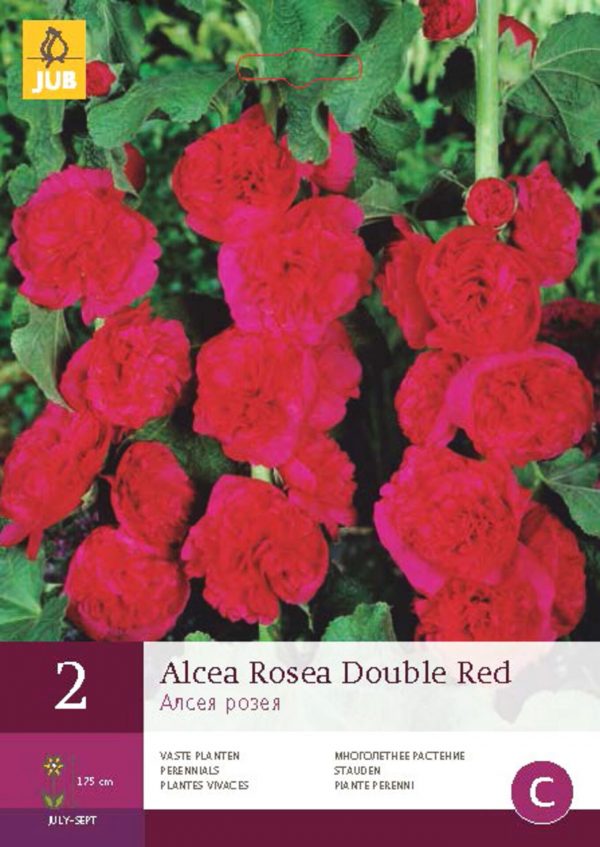 Proskurník topolovka růžová DOUBLE RED (2 hlízy) "B" - abf7efaf e62d 40e9 a143 367423062ca7