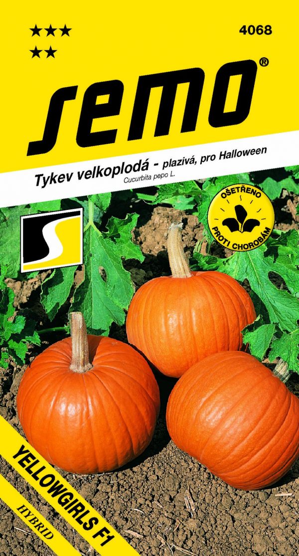 Tykev Yellowgirls F1 (Halloween) - plazivá 3g - b5844b10 51a2 4927 9ca8 82c7372cbe81
