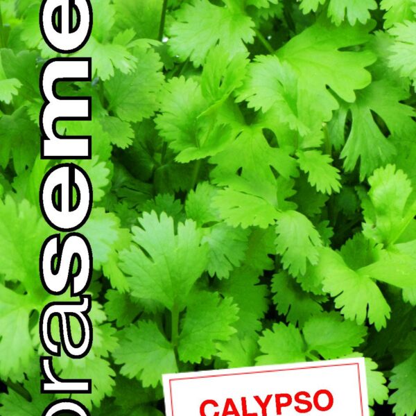 Dobrá semena Koriandr - Calypso 2g