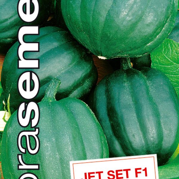 Dobrá semena Tykev acorn - Jet Set F1, tm zelená 9s