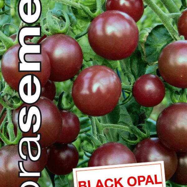 Dobrá semena Rajče tyč. třešňové - Black Opal 10s
