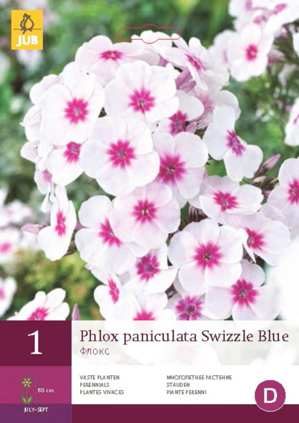 Plamenka PANICULATA SWIZZLE BLUE (1 hlíza) "B" - d30ceb92 83c6 4251 a5b9 98352bee0fff