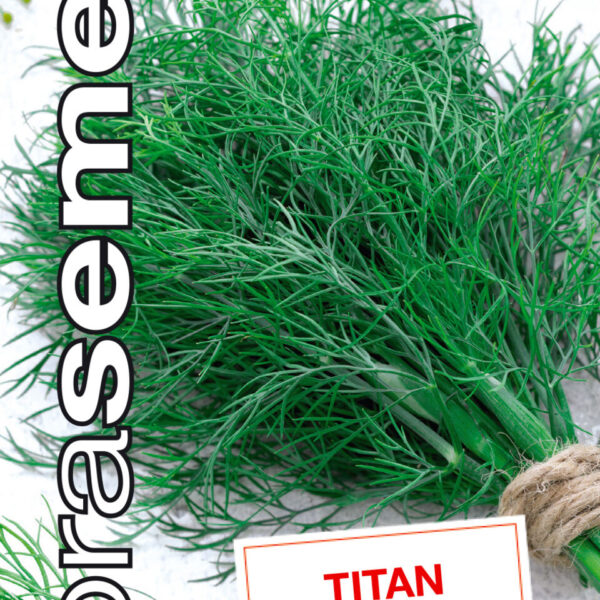 Dobrá semena Kopr vonný - Titan 4g