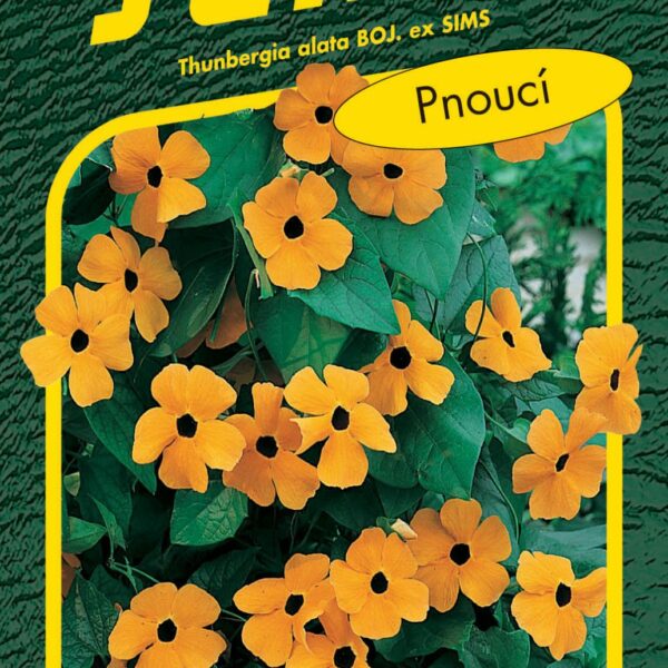 Černooká Zuzana (Tunbergie) - oranžová s okem pnoucí 1g