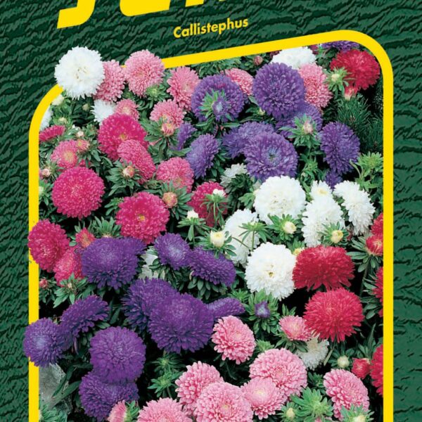 Astra čínská - Colour Carpet (30cm) 0,5g