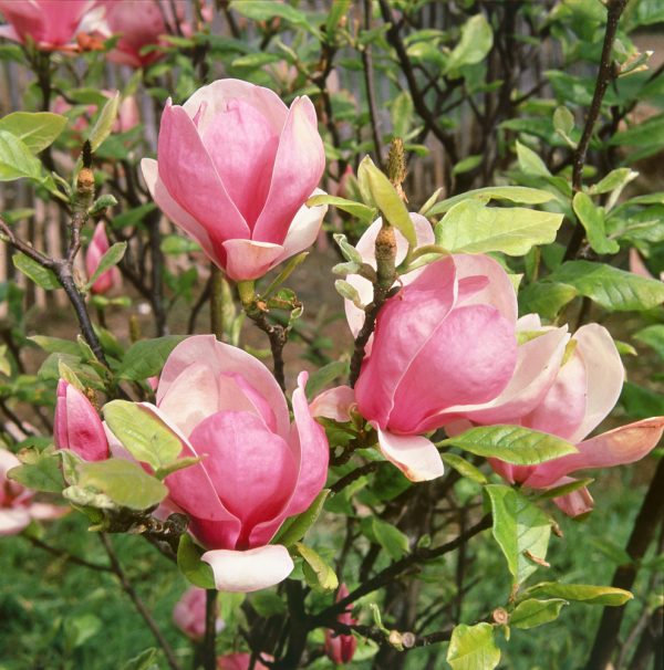 Magnolia soulangeana 'Lennei' - 06 49 87 80