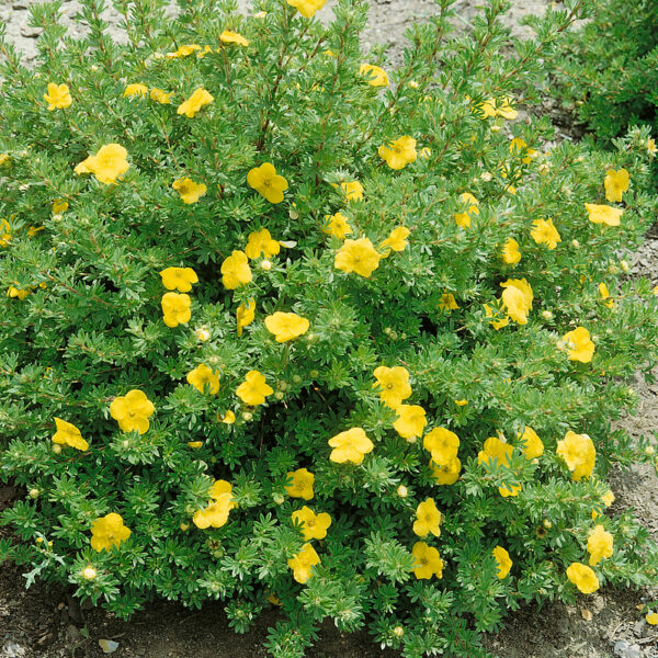 Potentilla fruticosa 'Kobold'