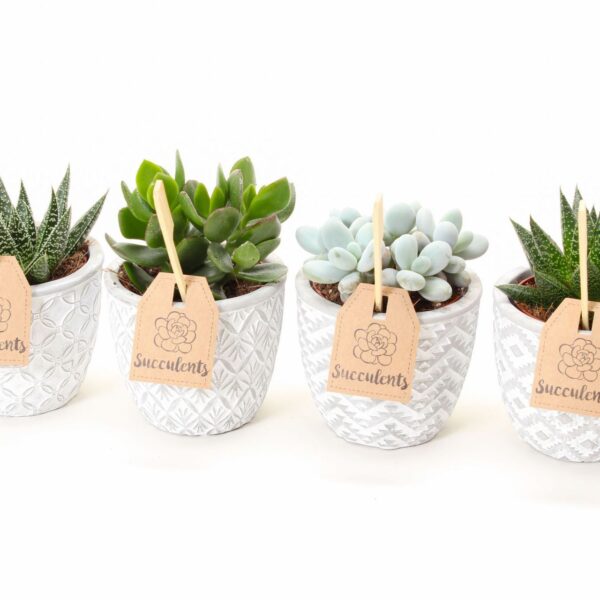 SUCCULENT Riga Mix P11 - keramika bílá