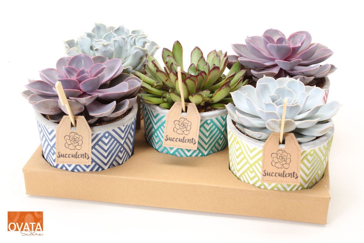 SUCCULENT Ibiza mix P14 - barevná keramika - Image 2