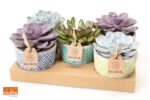 SUCCULENT Ibiza mix P14 - barevná keramika - Image 2