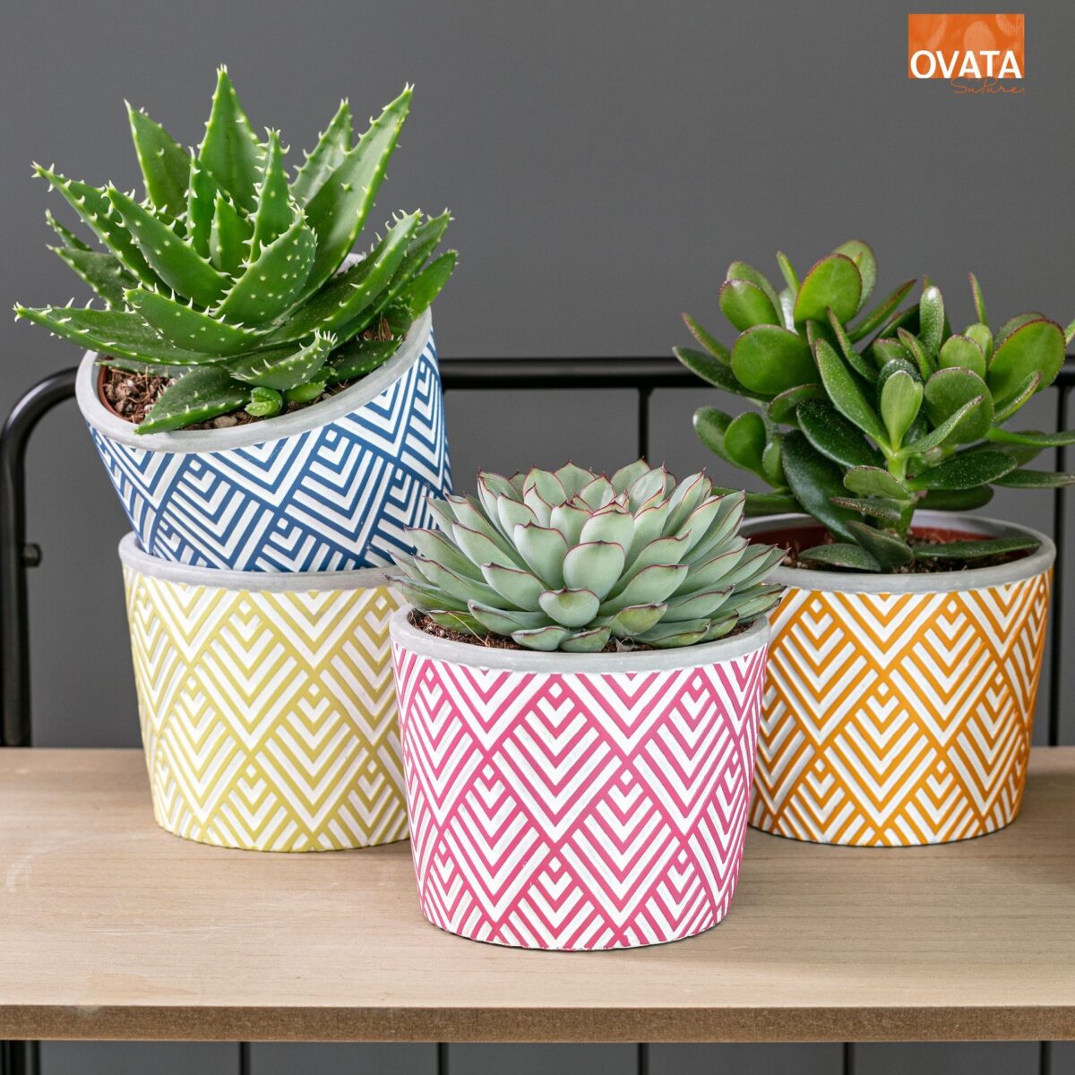 SUCCULENT Ibiza mix P14 - barevná keramika - Image 1