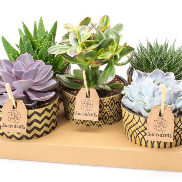 SUCCULENT ´Cancun´, P14 - keramika hnědá