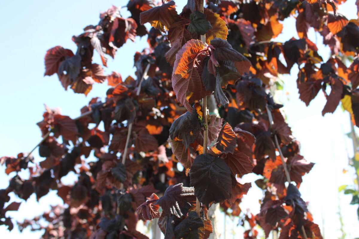 Corylus avellana 'Purple Umbrella' - Image 1