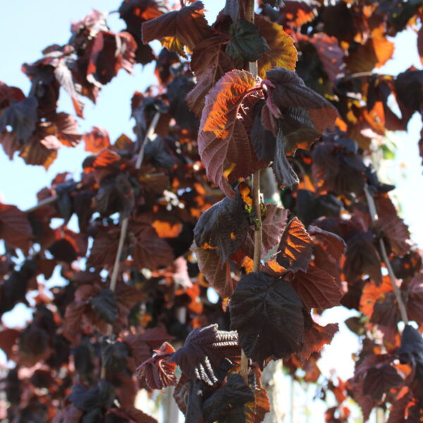 Corylus avellana 'Purple Umbrella'