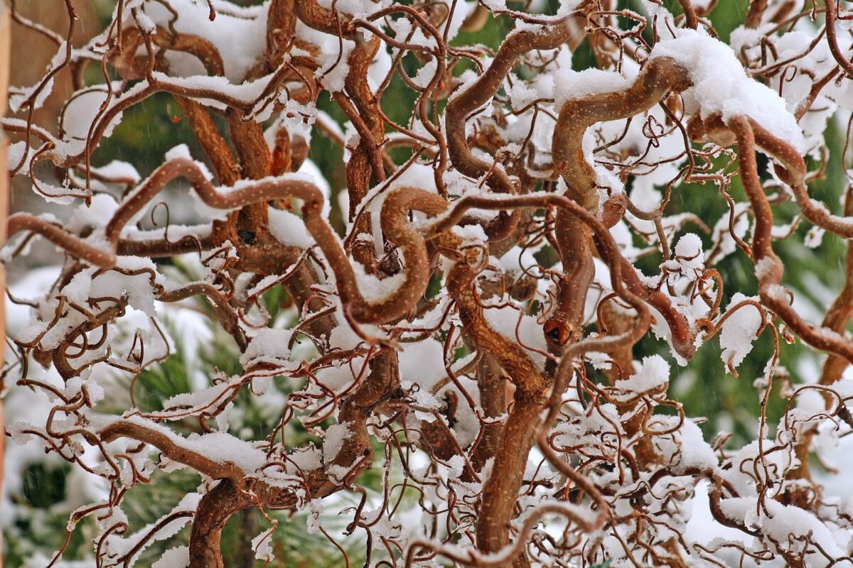 Corylus avellana 'Medusa' - Image 1