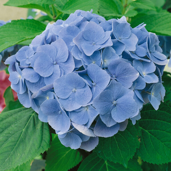 Hydrangea macrophylla 'Bodensee'