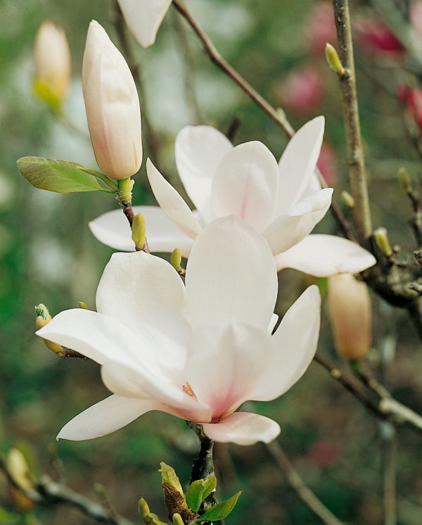 Magnolia soulangeana 'Alba Superba' - N0104316 80