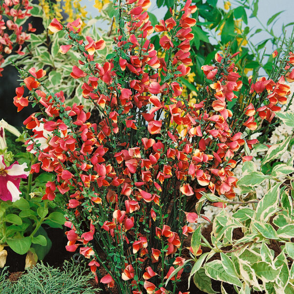Cytisus 'Johnson´s Crimson'