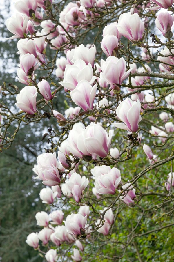 Magnolia soulangeana 'Superba' - N0112244 80