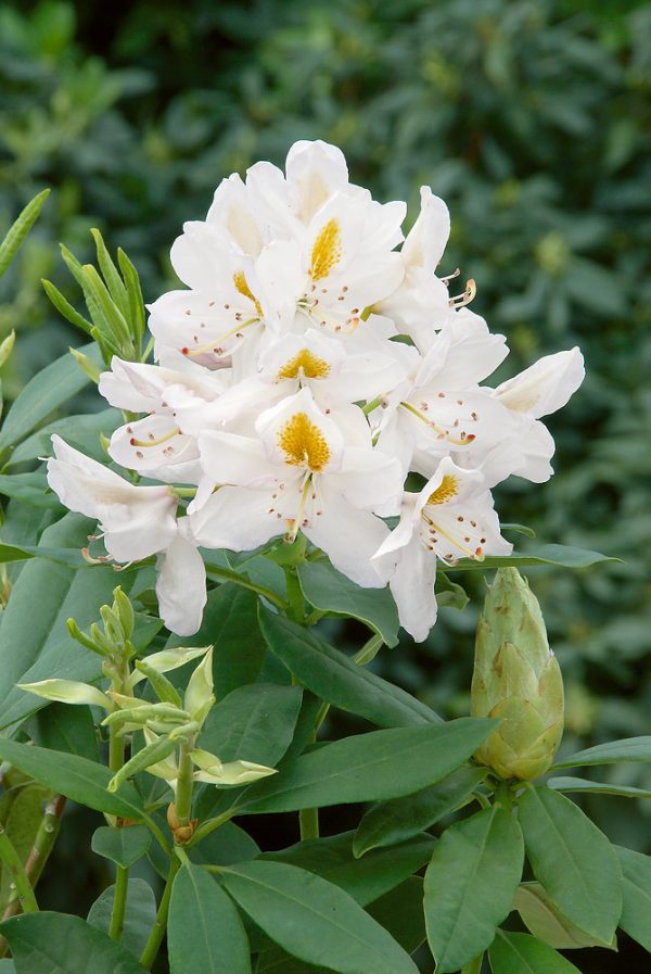 RHODODENDRON 'Madame Masson' - N0201549 80