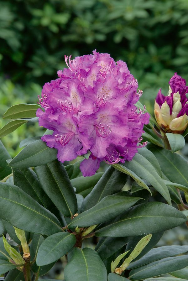 Rhododendron (T) 'Alfred' (roubov. fial.) - N0201639 80