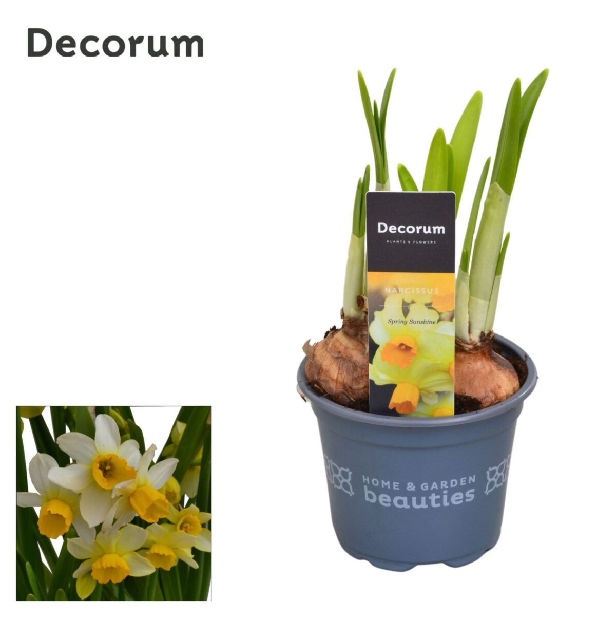 Narcissus cyclamineus 'Spring Sunshine' - Image 1