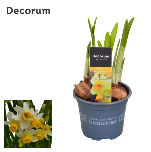Narcissus cyclamineus 'Spring Sunshine' - Narcis Spring Sunshine
