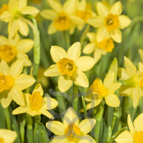 Narcissus cyclamineus 'Tete a Tete' - Narcis Tete a Tete
