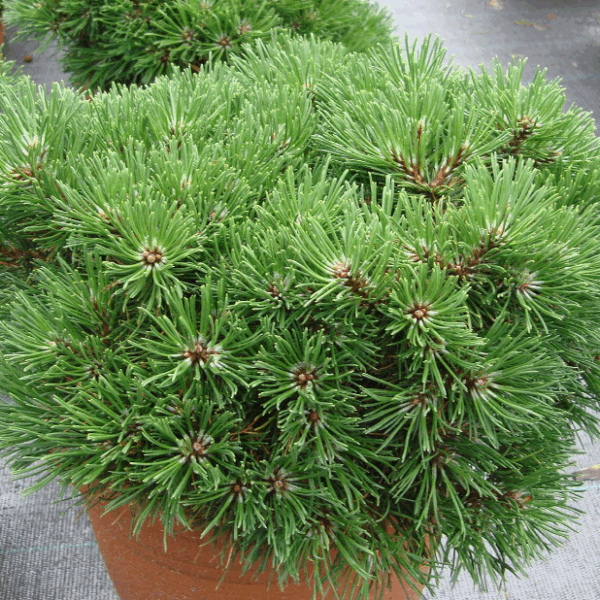 Pinus mugo 'Grüne Welle'