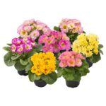 PRIMULA vulgaris ´Elodie´ P11