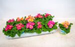 Primula vulgaris 'Girls Delight' - Image 2