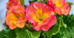 Primula vulgaris 'Girls Delight'