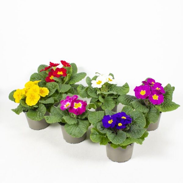 PRIMULA vulgaris, MIX,  P9