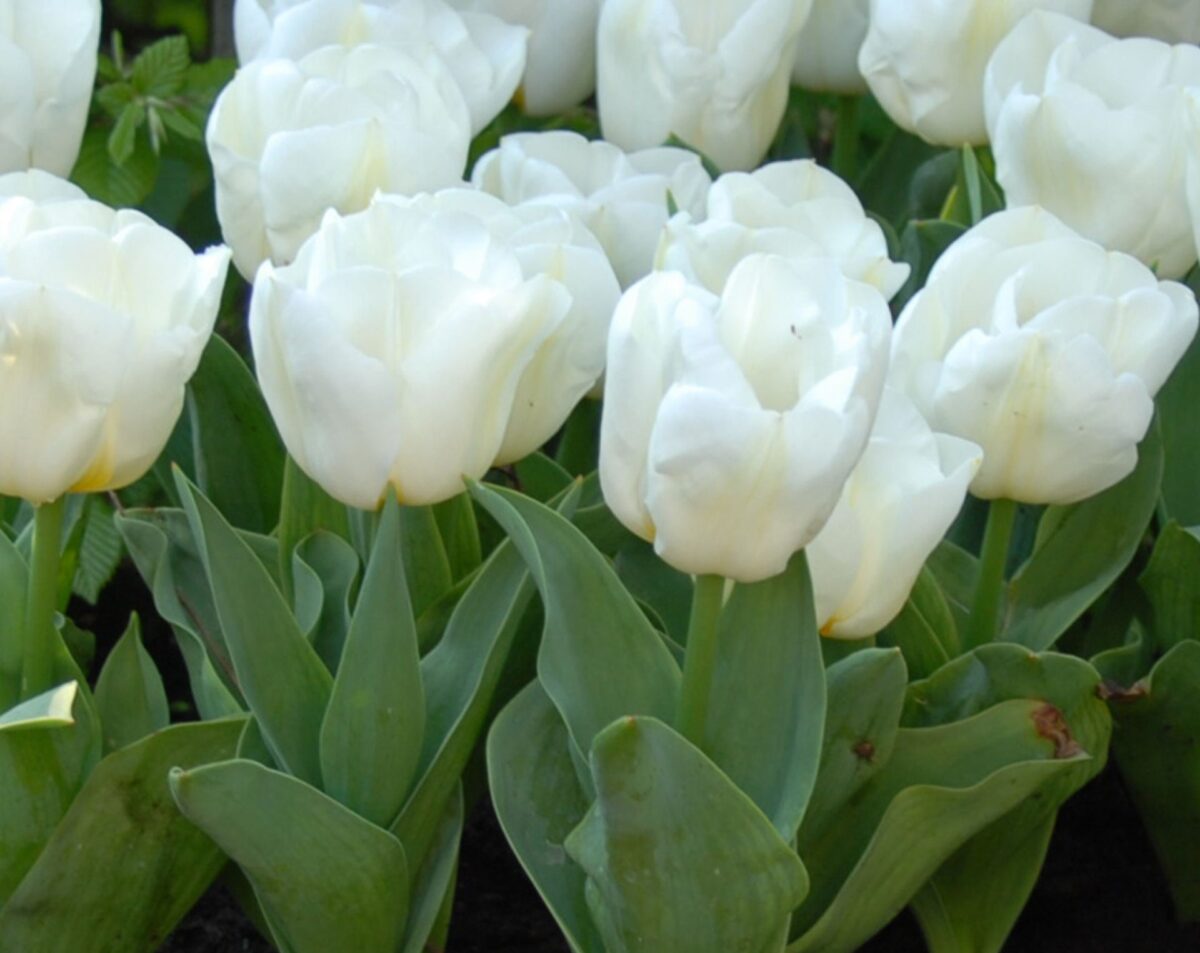 Tulipa 'Calgary' - Image 1