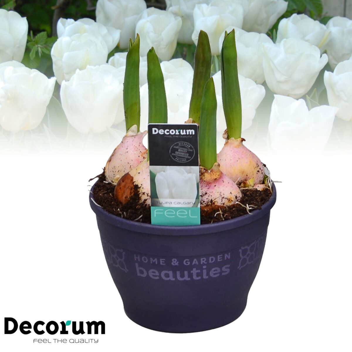 Tulipa 'Calgary' - Image 2