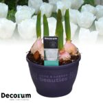 Tulipa 'Calgary' - Image 2
